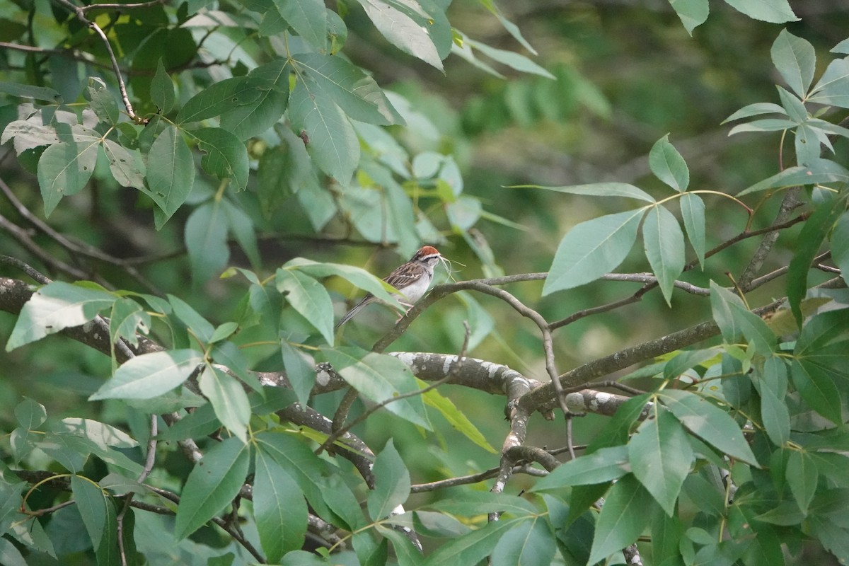 Chipping Sparrow - ML589832341