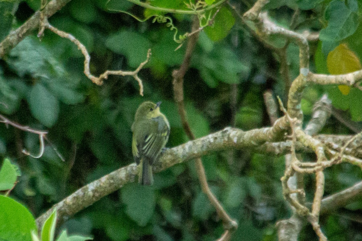 Tyranneau à poitrine jaune - ML589833131