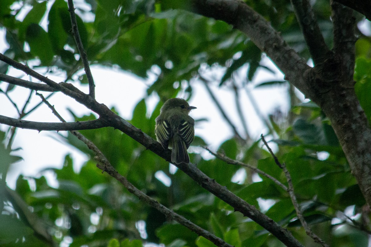 Tyranneau à poitrine jaune - ML589833141