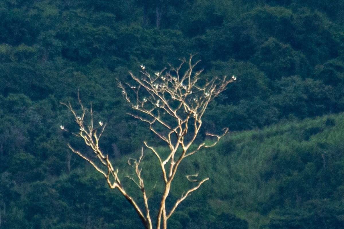 Swallow-tailed Kite - ML589833171