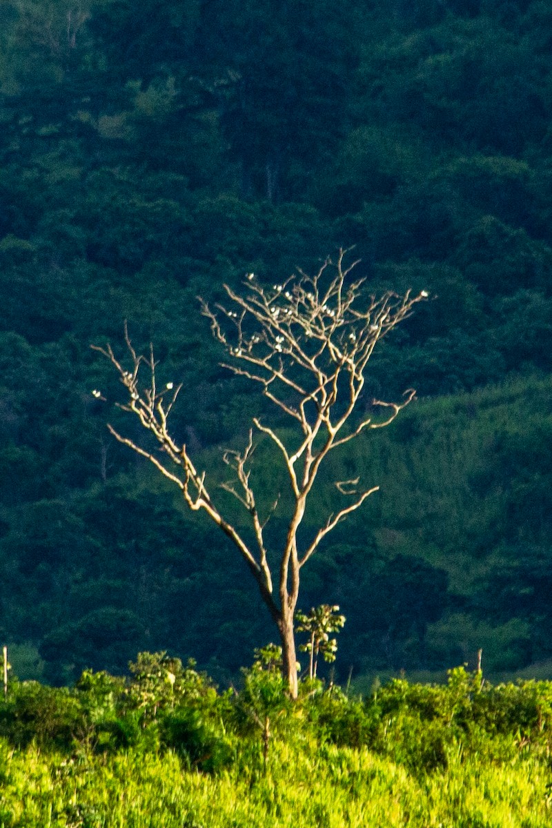 Swallow-tailed Kite - ML589833191