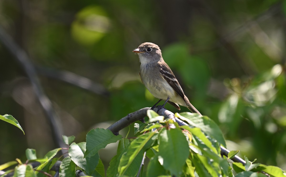 tyranovec malinký - ML589833281