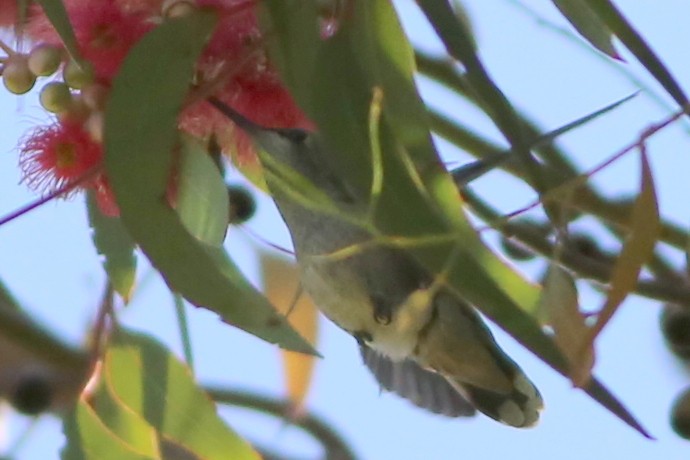 Calliope Hummingbird - ML589833781