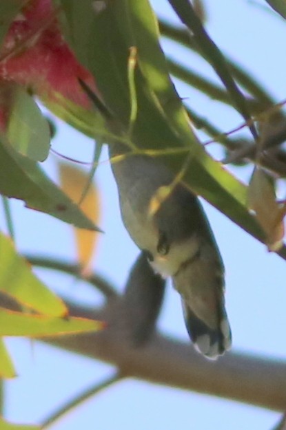 Calliope Hummingbird - ML589833791