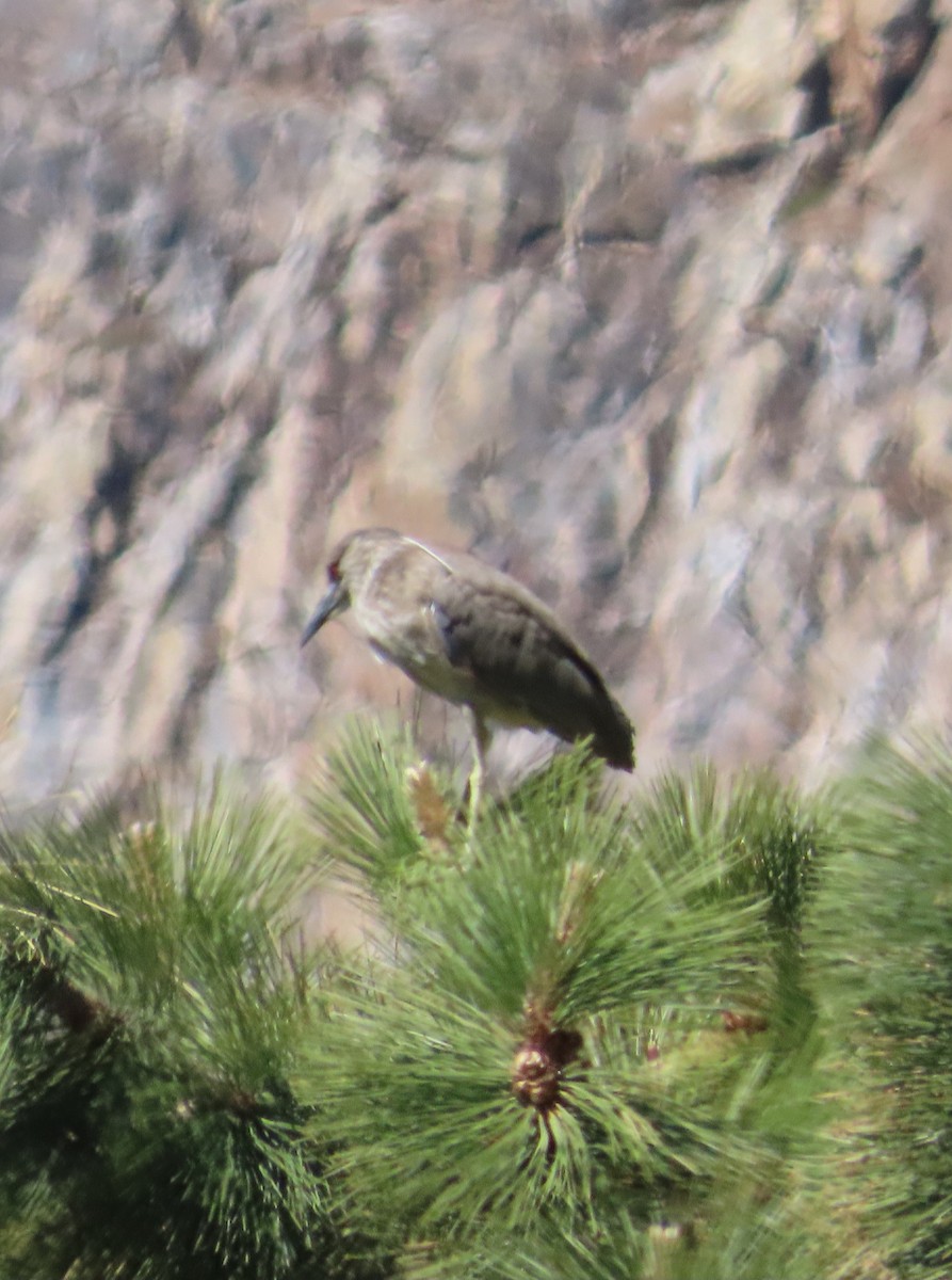 Black-crowned Night Heron - Anonymous