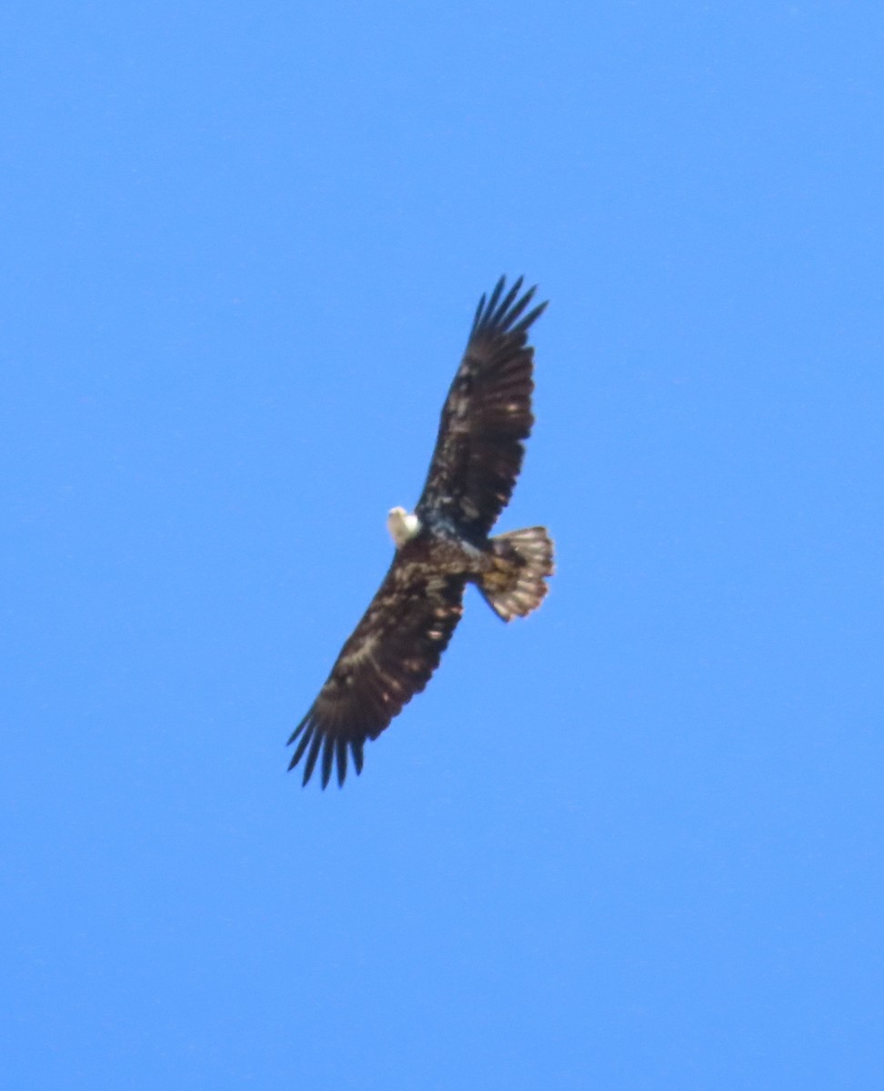 Bald Eagle - ML589834301