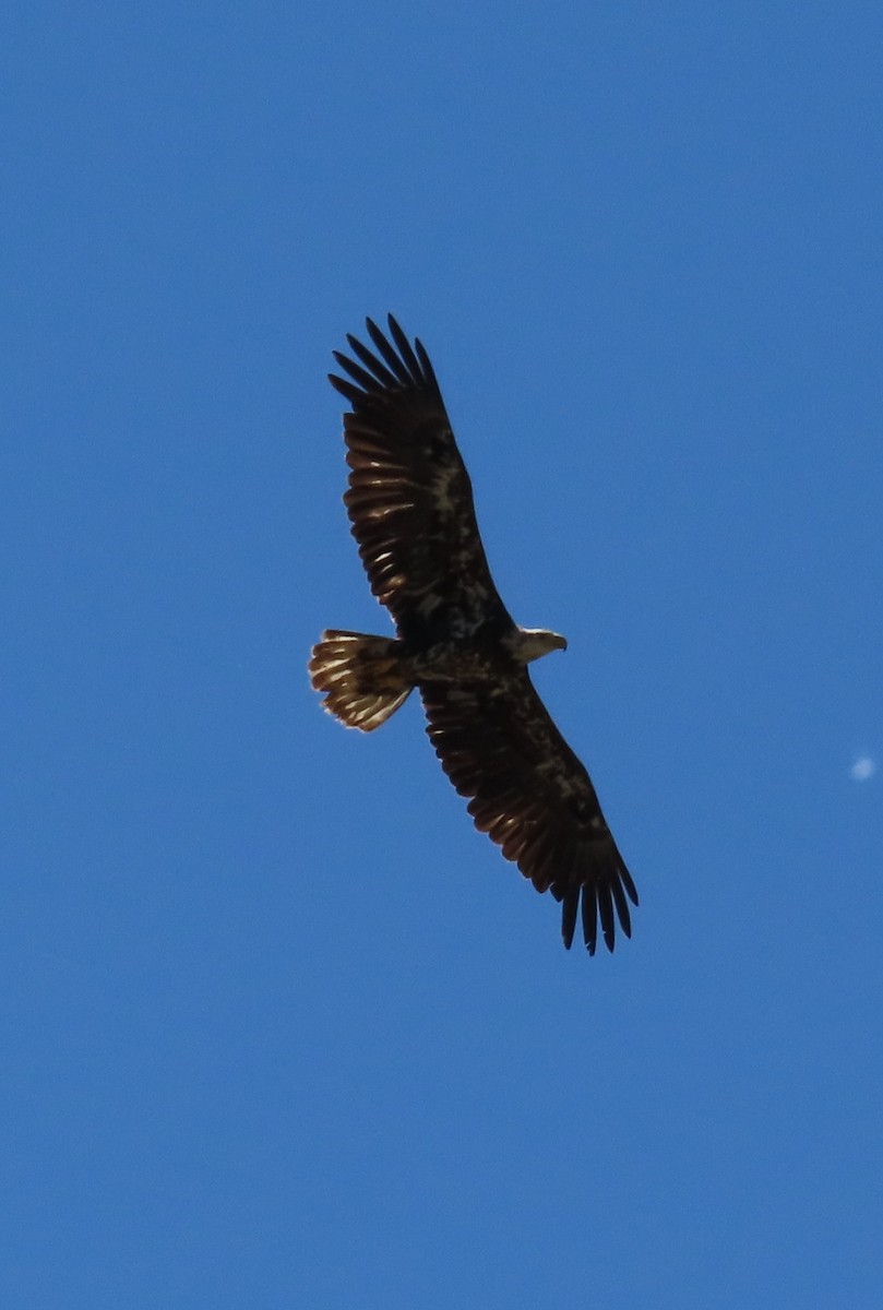 Bald Eagle - ML589834321