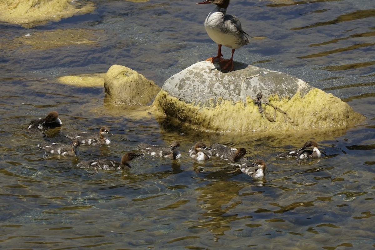 Common Merganser - Julia Black