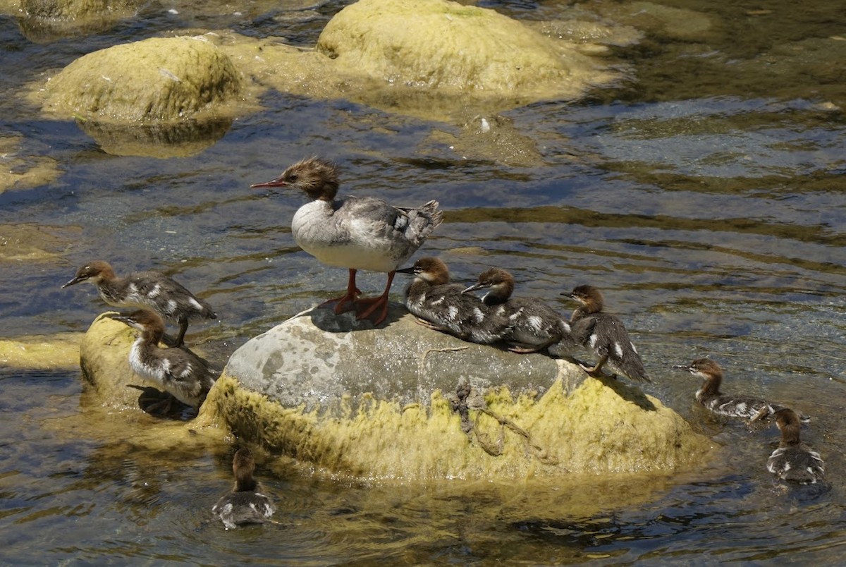 Common Merganser - Julia Black