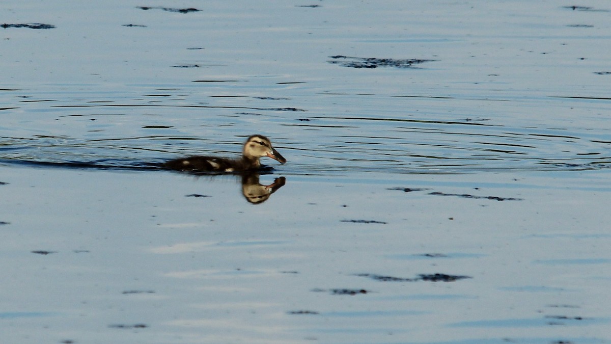 Northern Shoveler - ML589834791