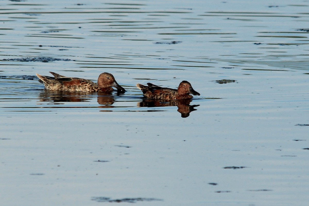 Cinnamon Teal - ML589834871