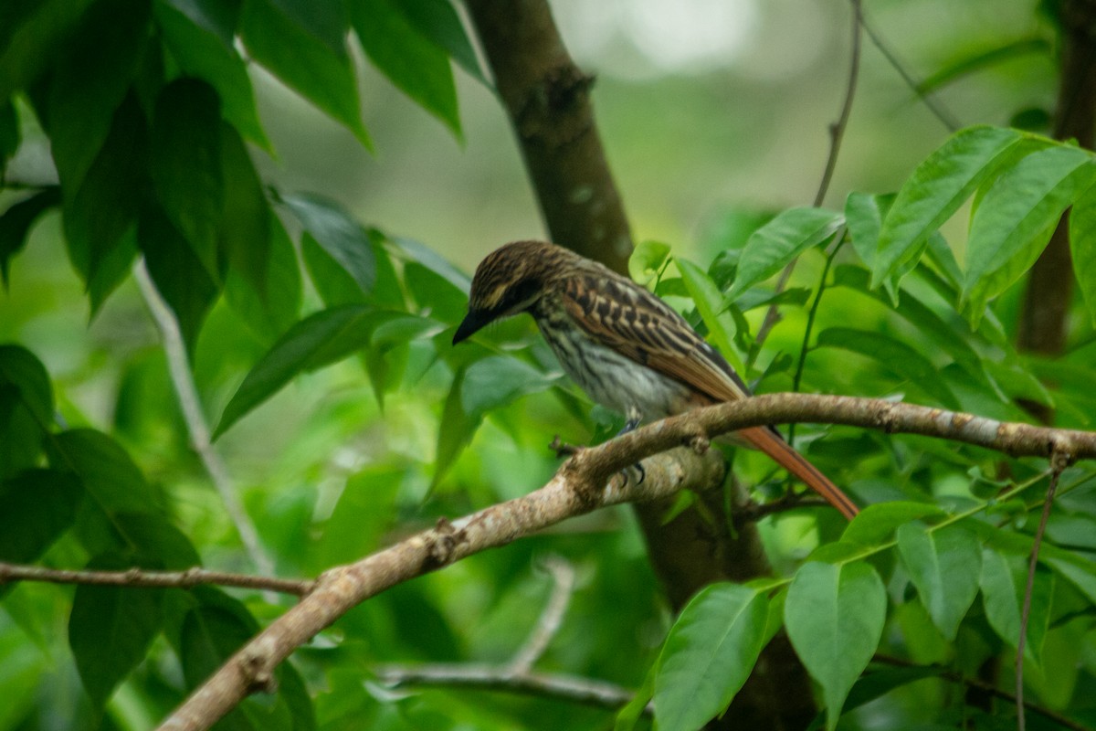 Streaked Flycatcher - ML589834881