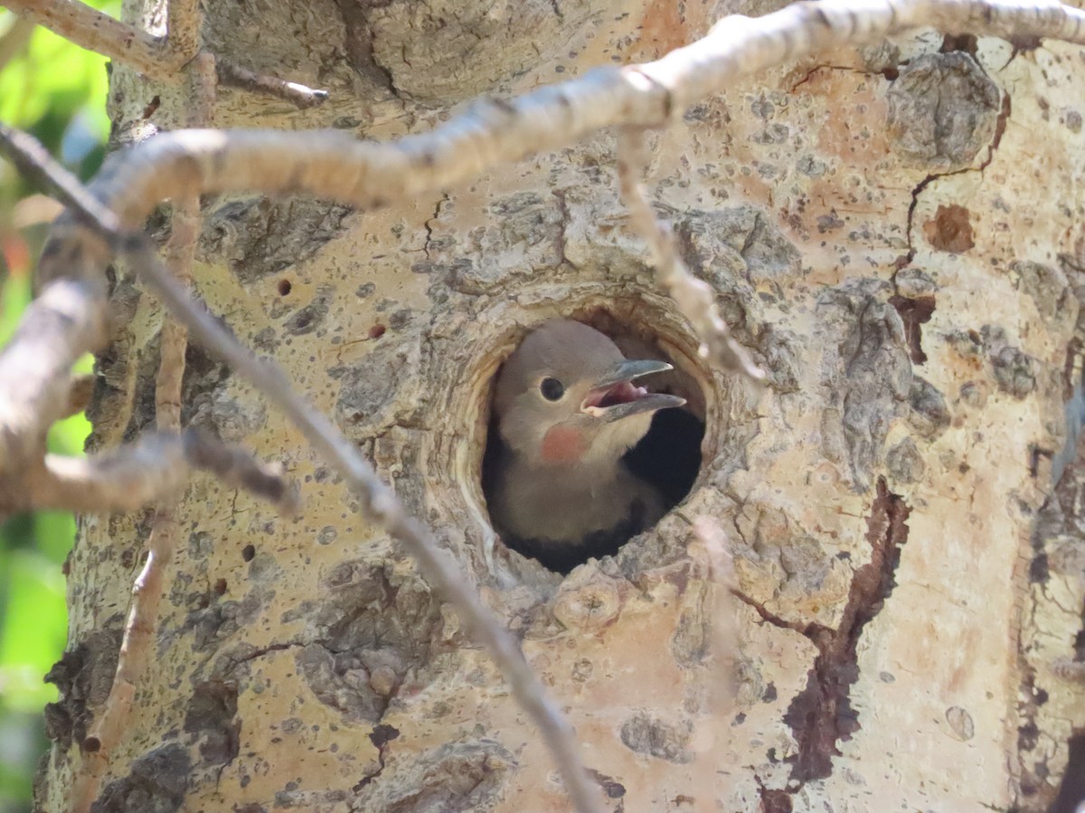 Northern Flicker - ML589834931