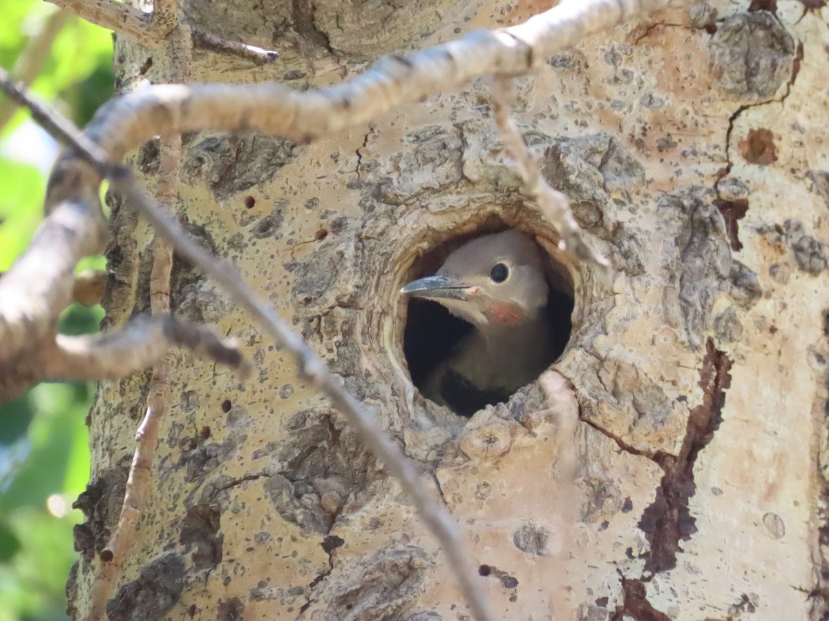 Northern Flicker - ML589834951