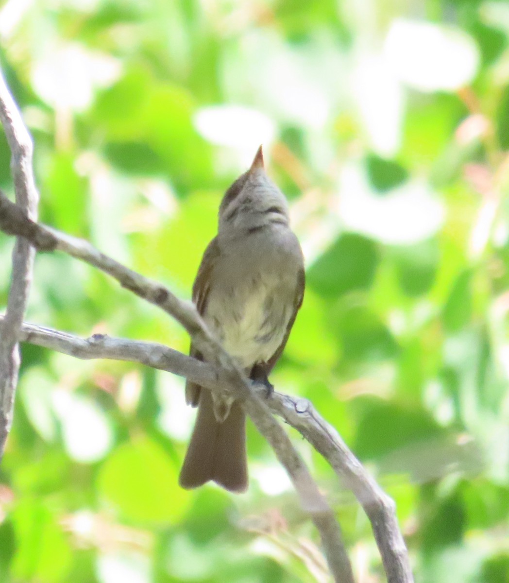 Western Wood-Pewee - ML589835021