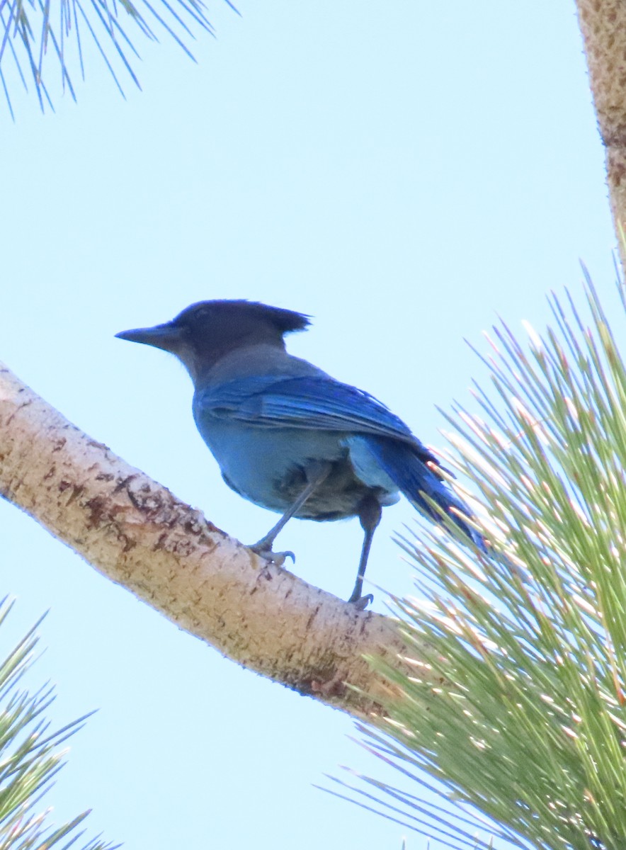 Steller's Jay - ML589835091