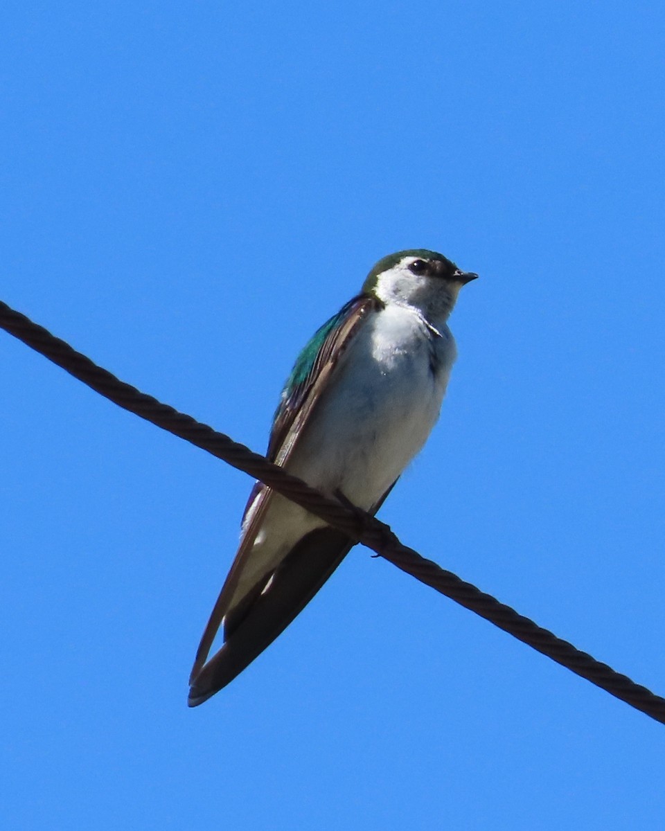 Violet-green Swallow - ML589835151