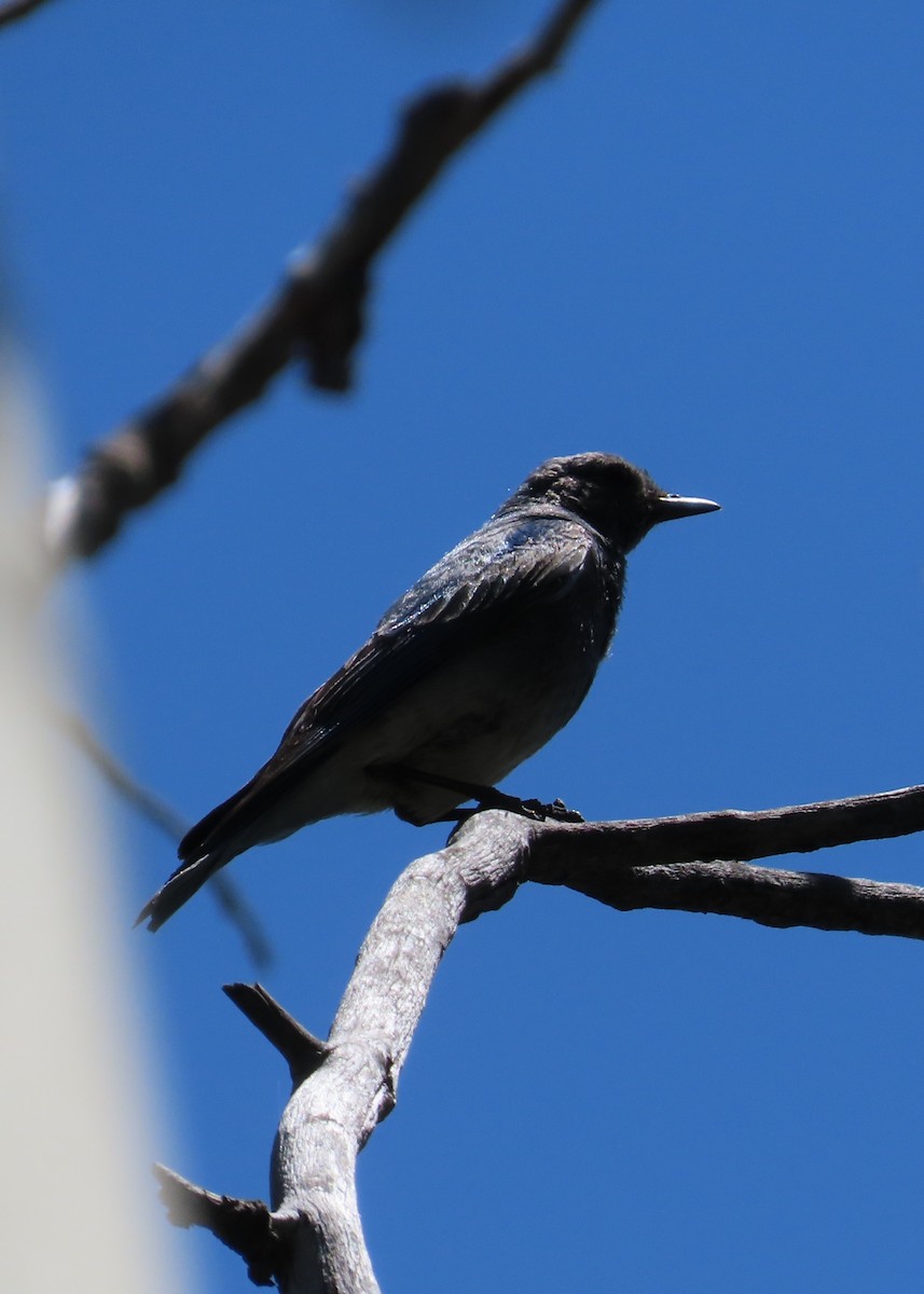 Mountain Bluebird - ML589835351