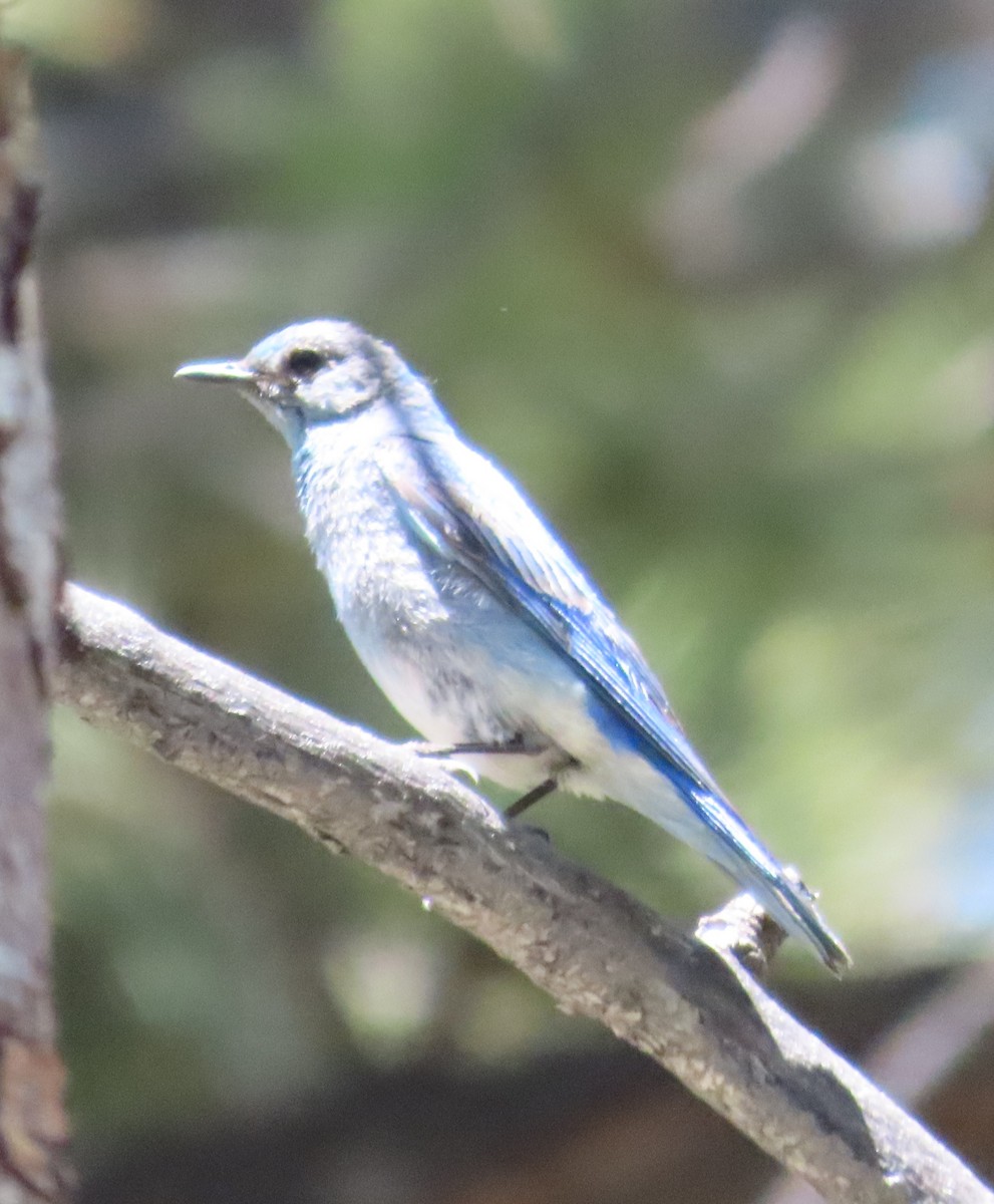 Mountain Bluebird - ML589835361