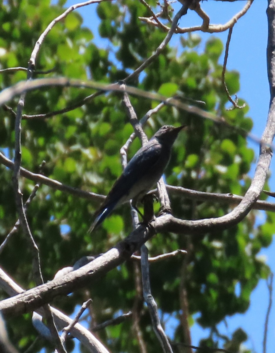 Mountain Bluebird - ML589835371