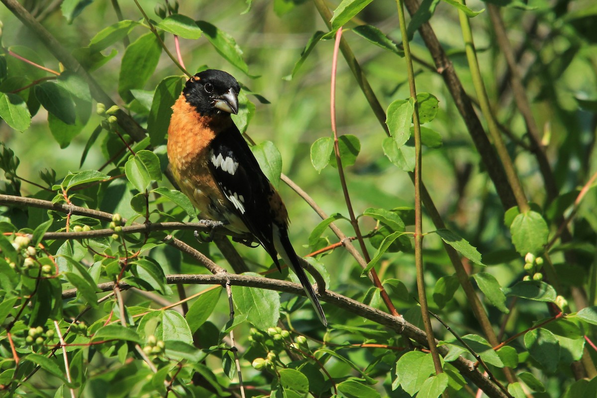 Cardinal à tête noire - ML589835671