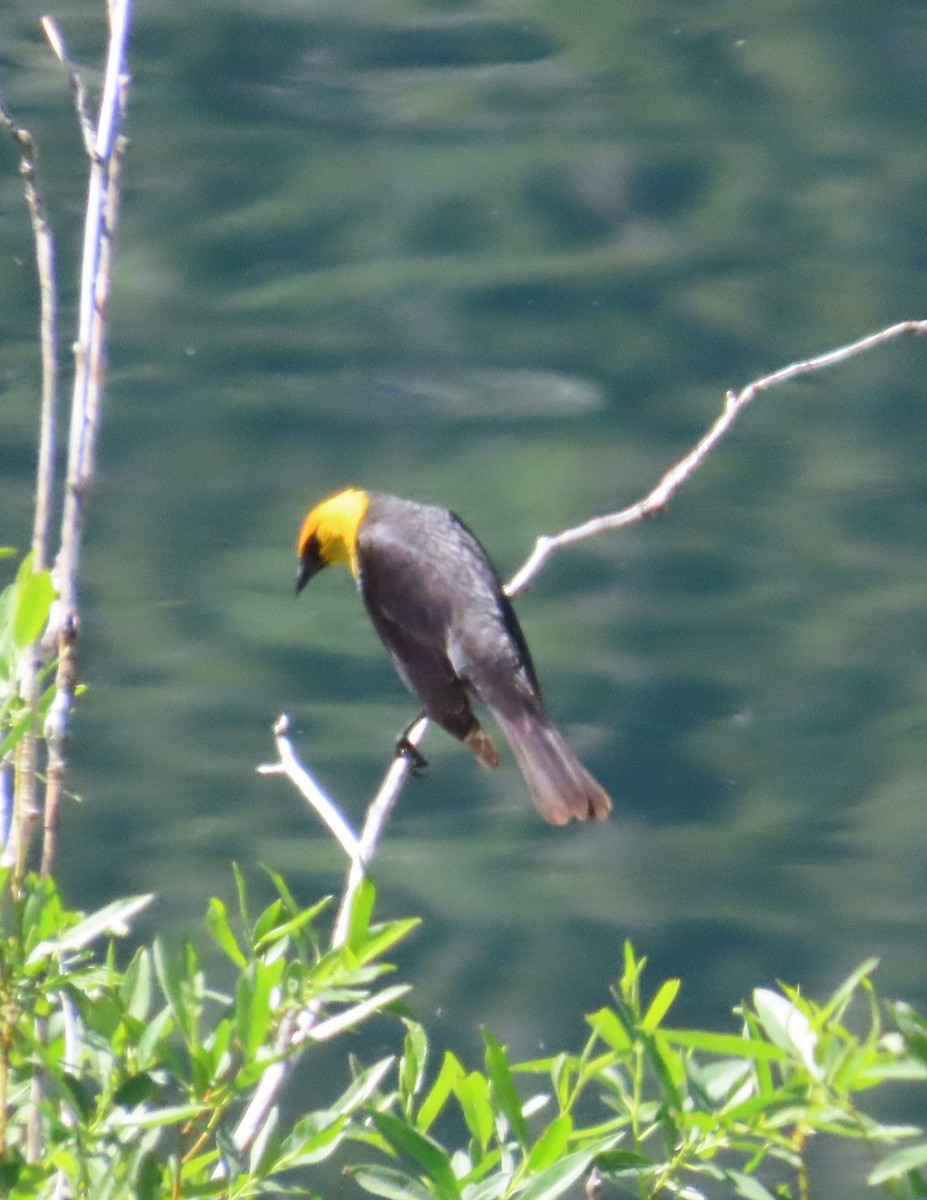 Yellow-headed Blackbird - ML589835691