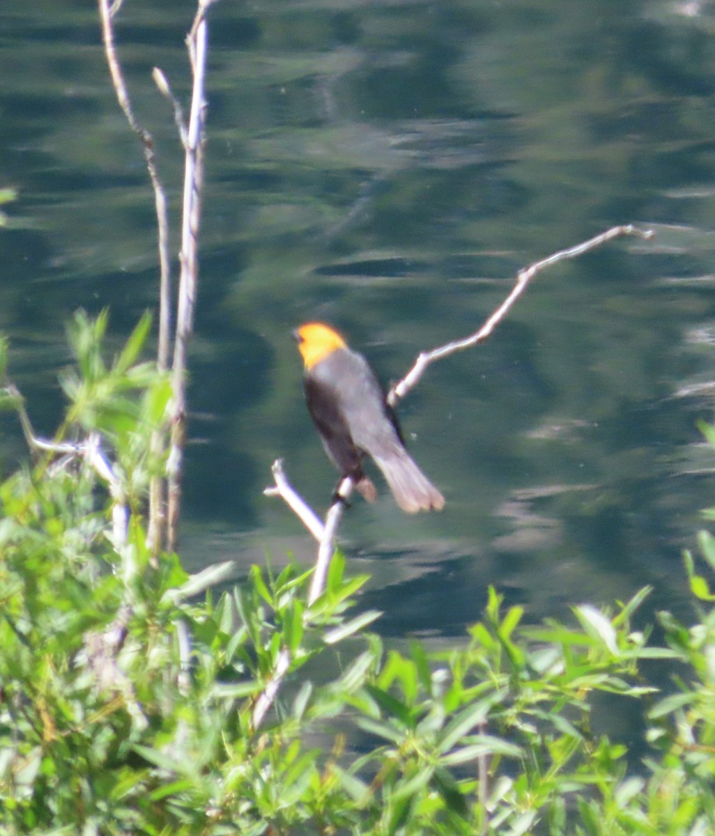 Yellow-headed Blackbird - ML589835701