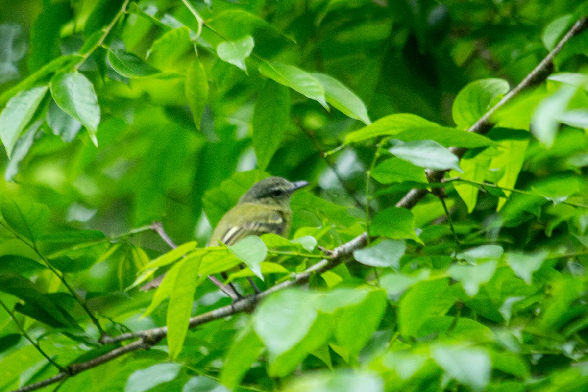 Yellow-olive Flatbill - ML589835861