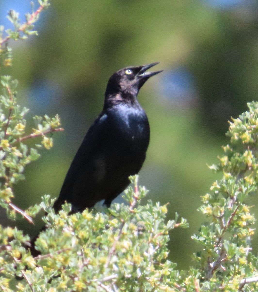 Brewer's Blackbird - ML589835981