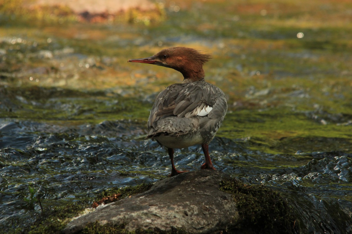 Common Merganser - Castin Cousino