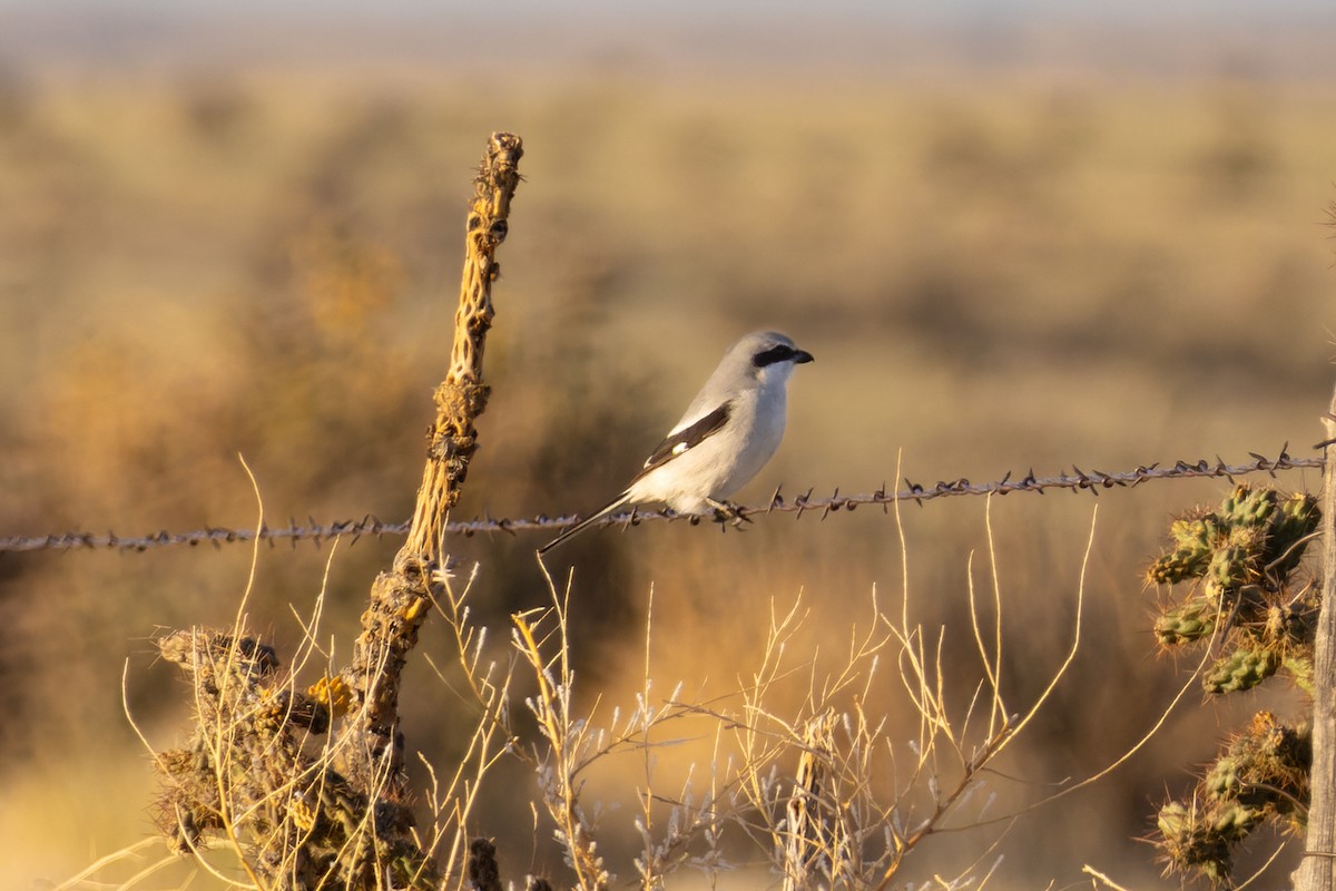 Pie-grièche migratrice - ML589837701