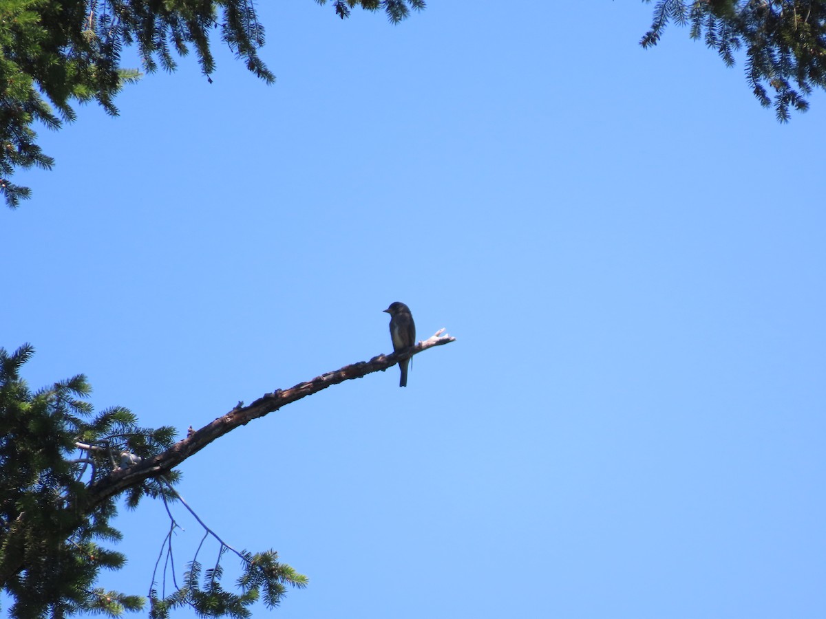 Olive-sided Flycatcher - ML589839441