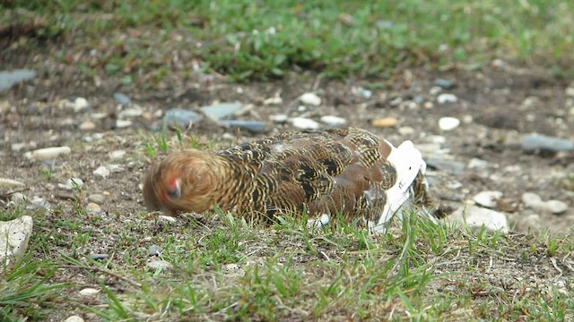 Moorschneehuhn - ML589839541