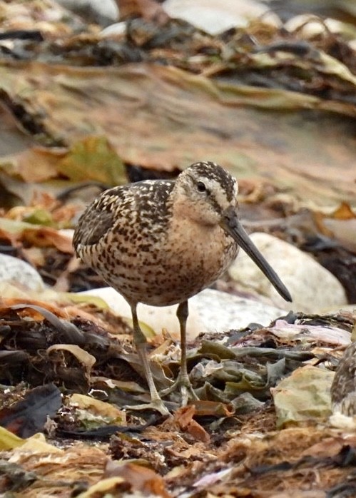 Short-billed Dowitcher - Donna Reis