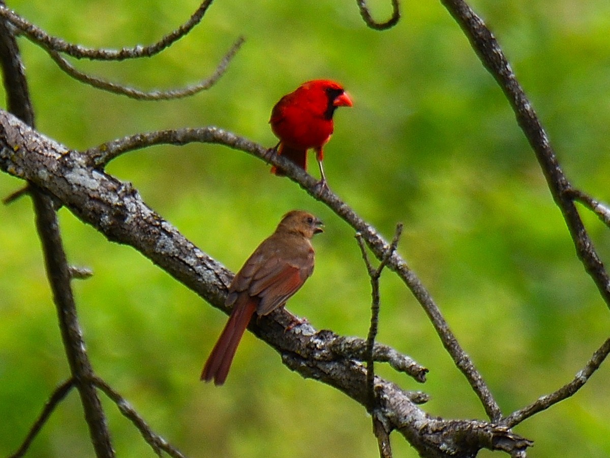 Cardinal rouge - ML589839861