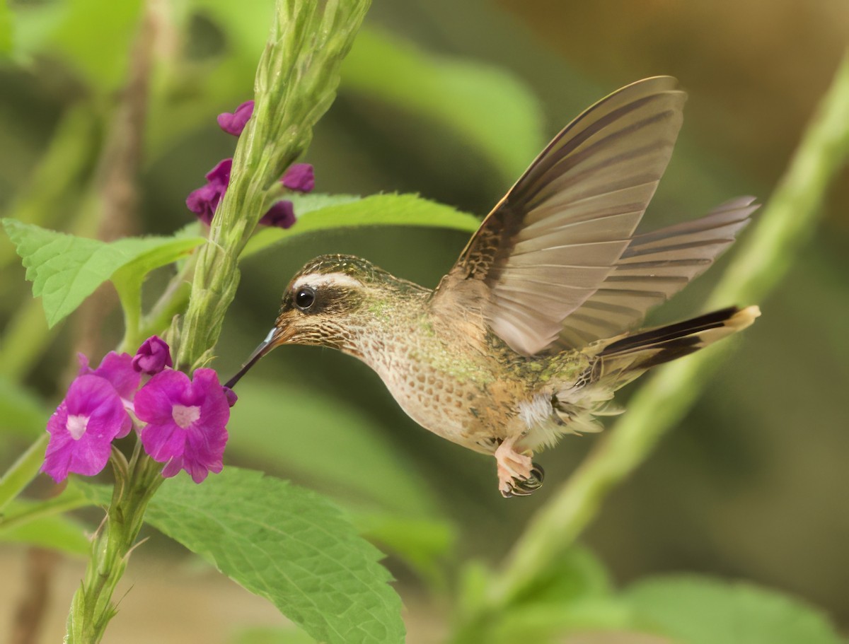Speckled Hummingbird - Steve and Cyndi Routledge