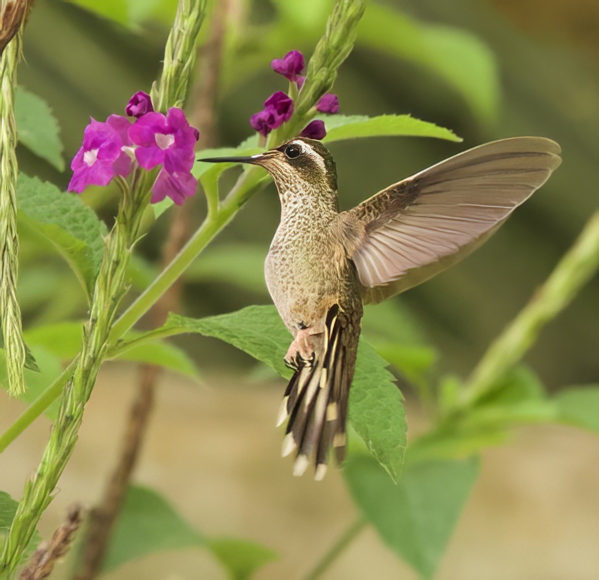 Speckled Hummingbird - Steve and Cyndi Routledge