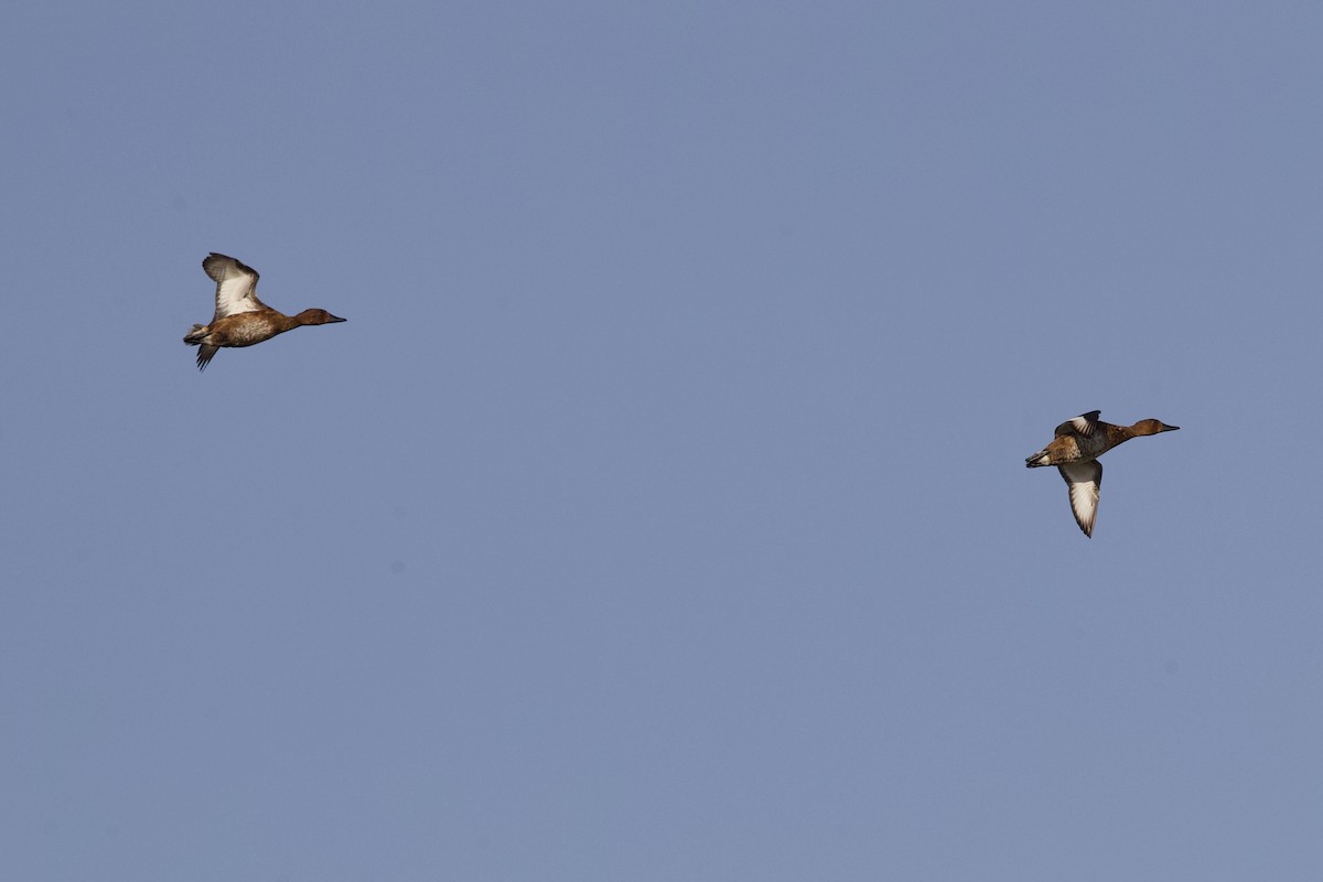 Ferruginous Duck - Nader Fahd