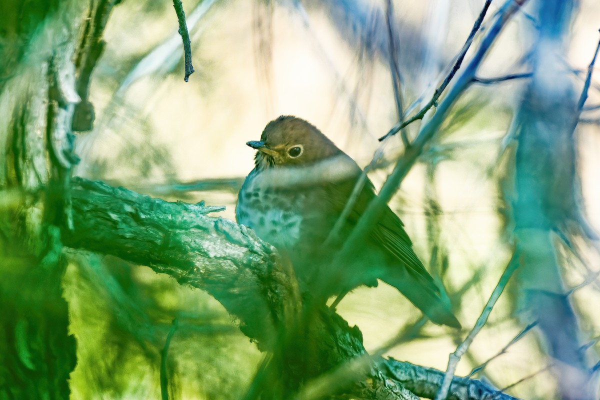 Swainson's Thrush - ML589843321