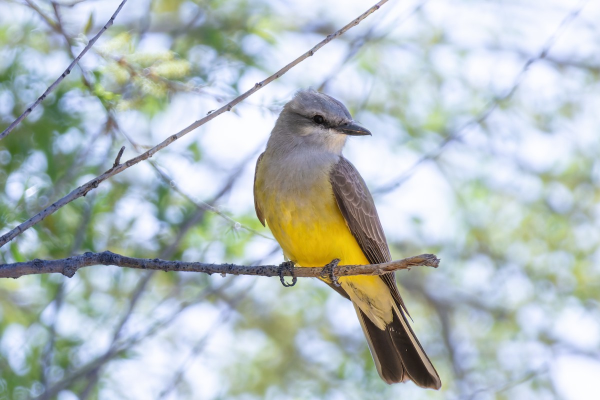 Western Kingbird - ML589843761