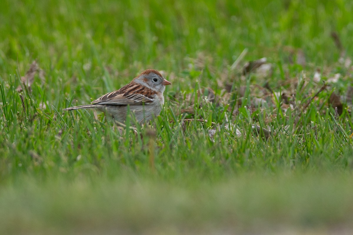 Field Sparrow - ML589843941