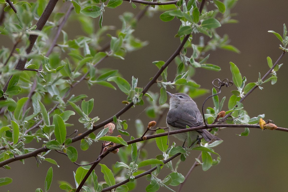 Warbling Vireo - André Turcot