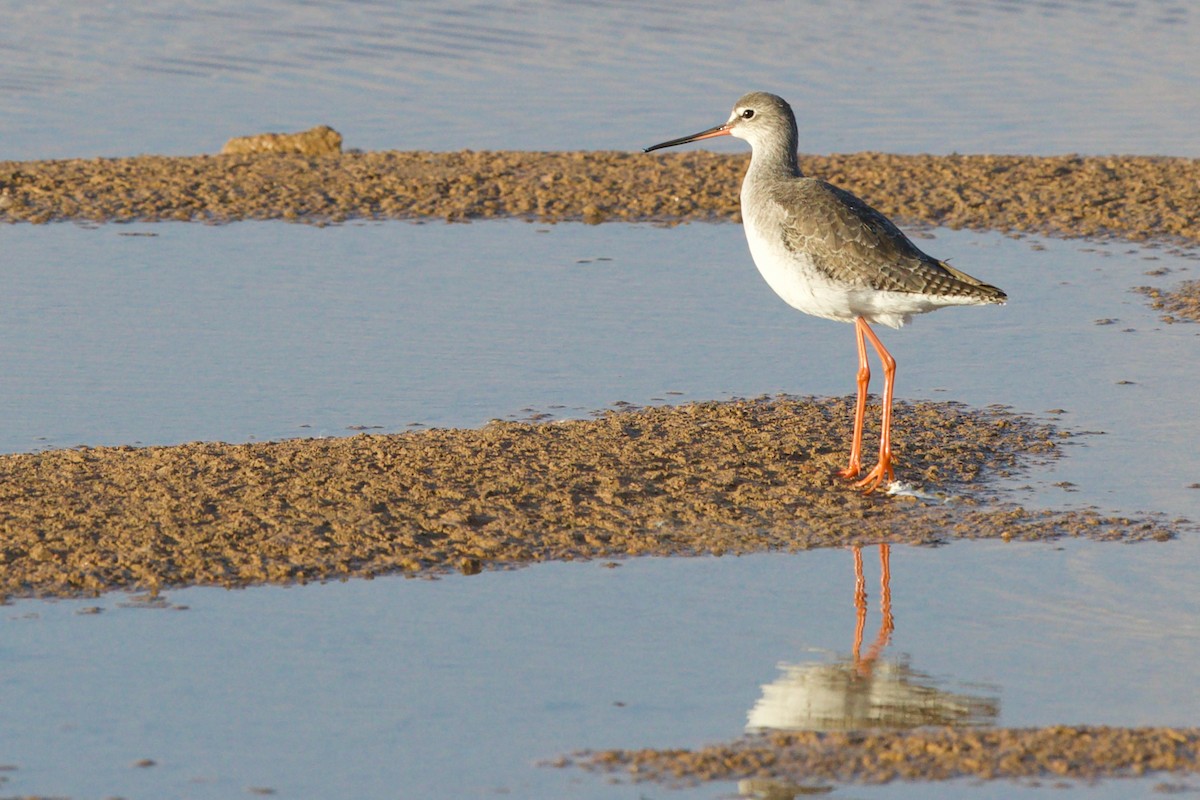 Spotted Redshank - Nader Fahd