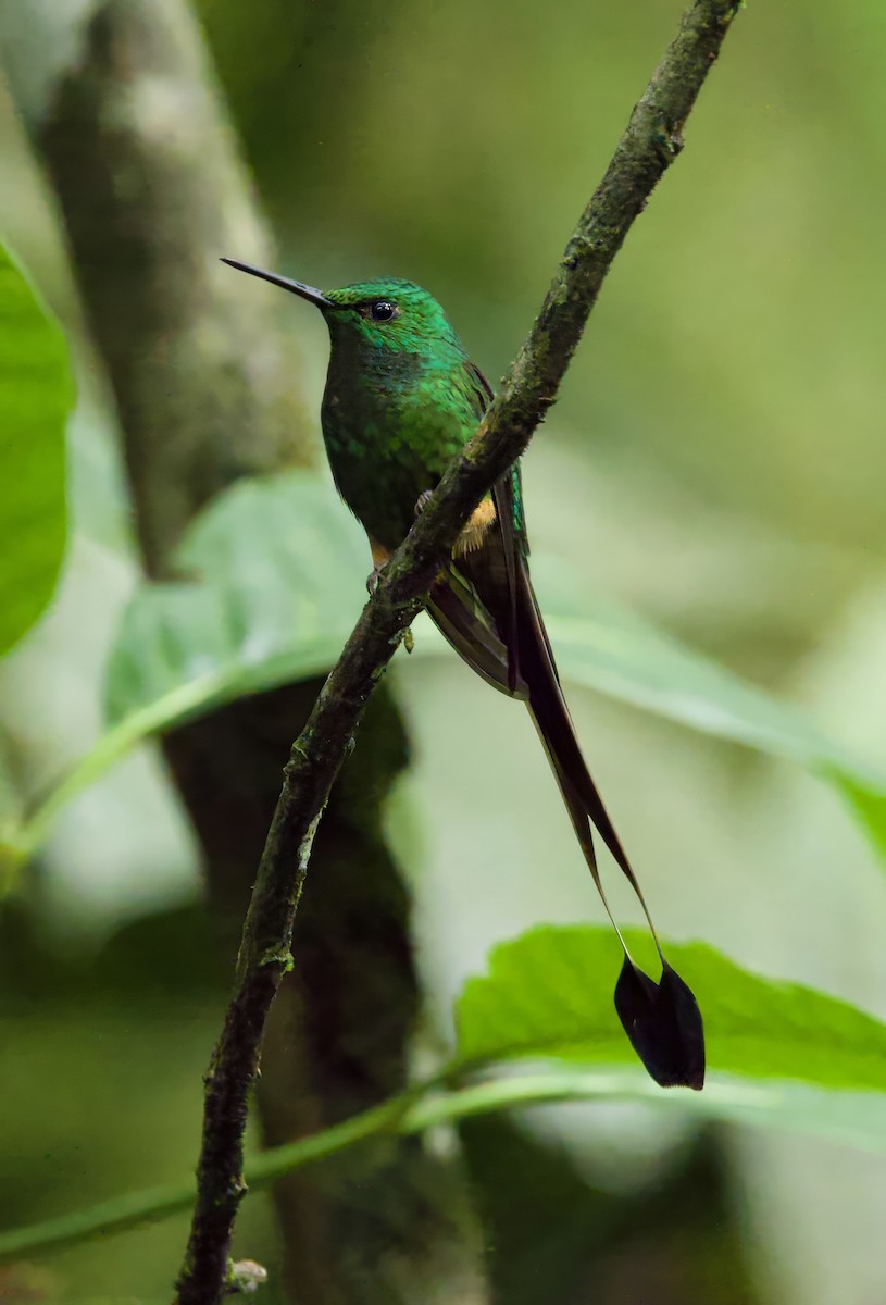 Peruvian Racket-tail - Steve and Cyndi Routledge