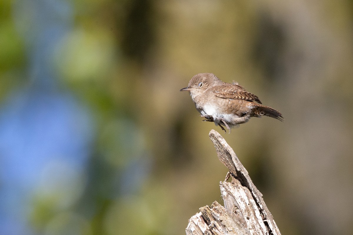 House Wren - ML589846961