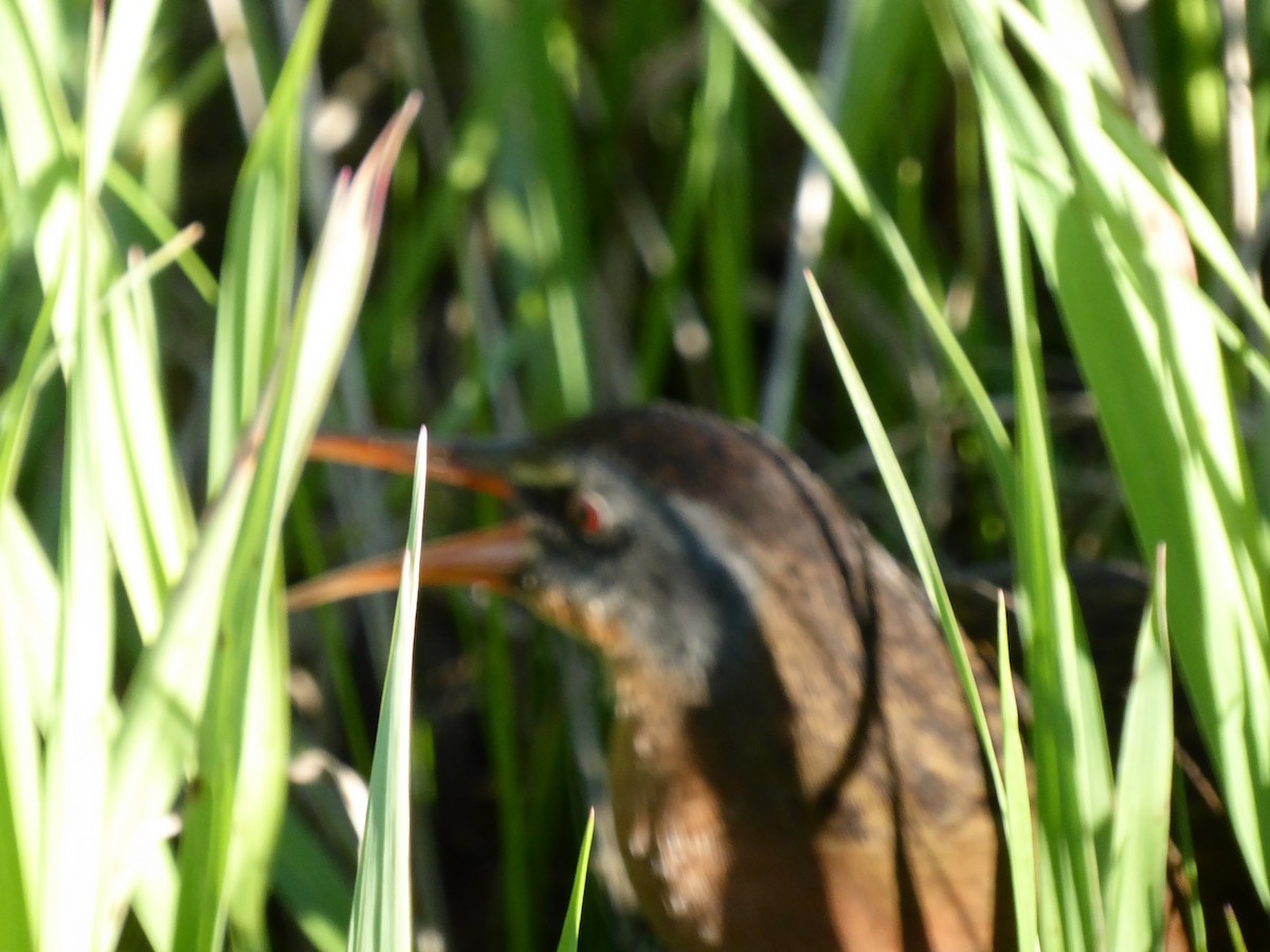 Virginia Rail - ML58984771