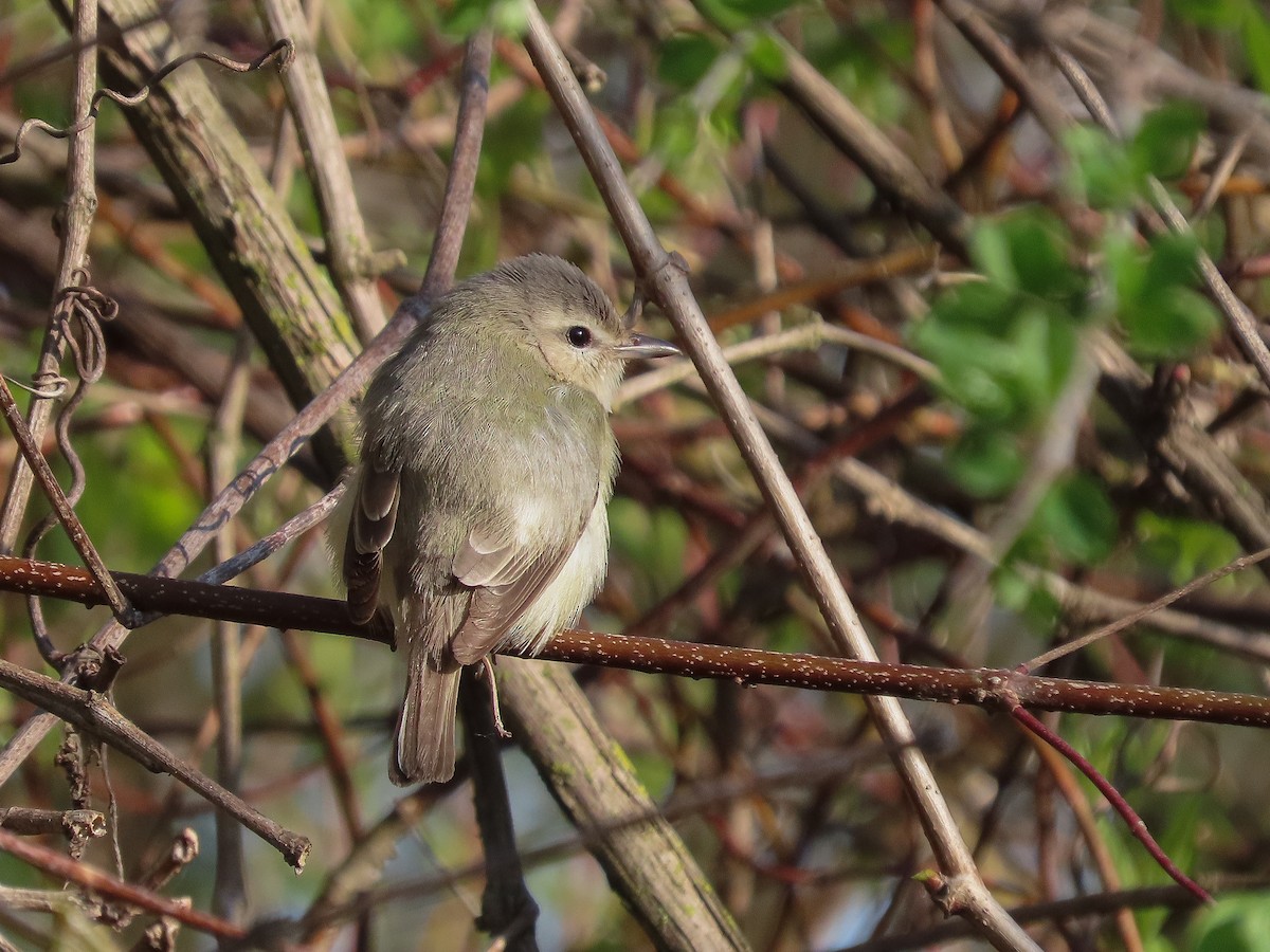 Warbling Vireo - Lorraine Bélanger-Turcot