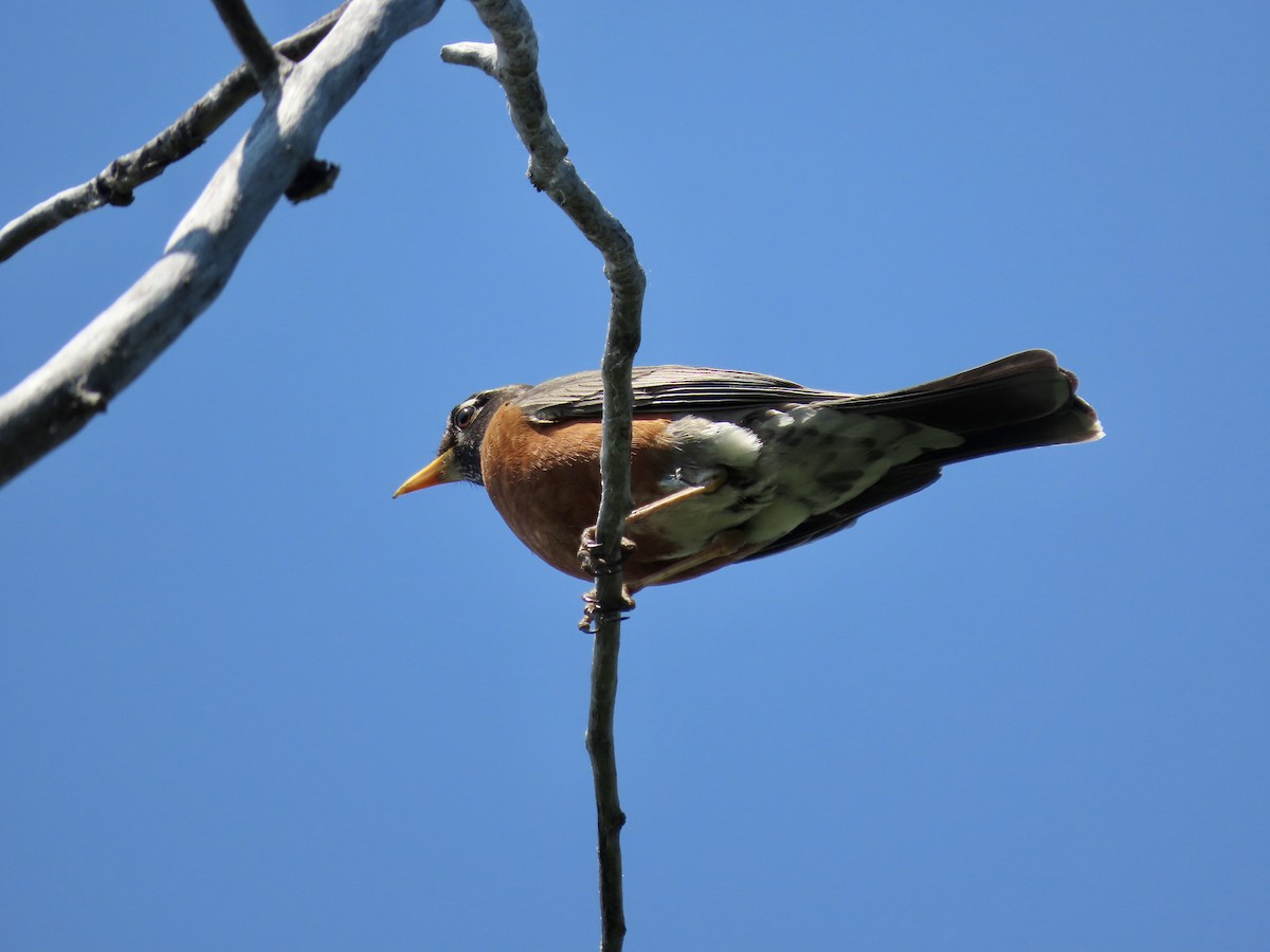 American Robin - ML589848191