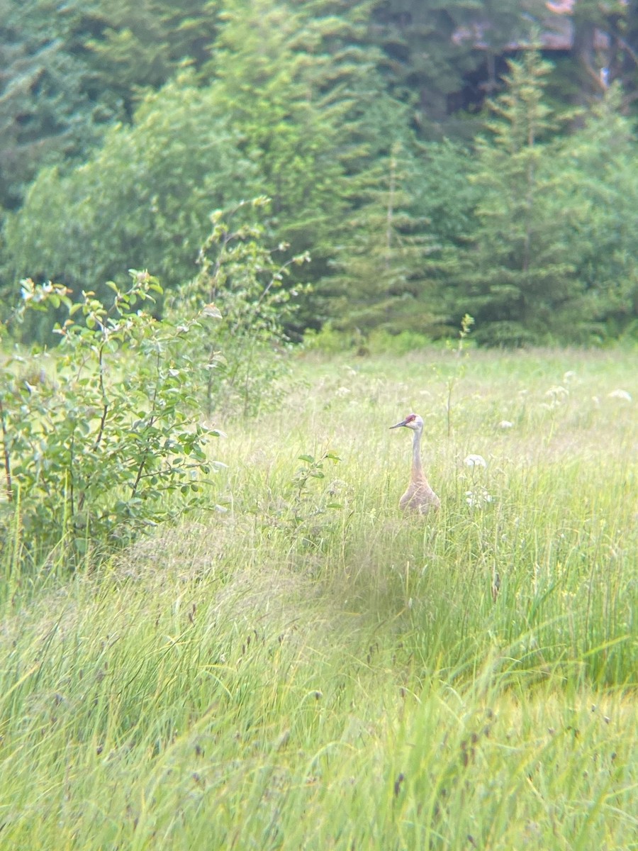 Sandhill Crane - ML589849561