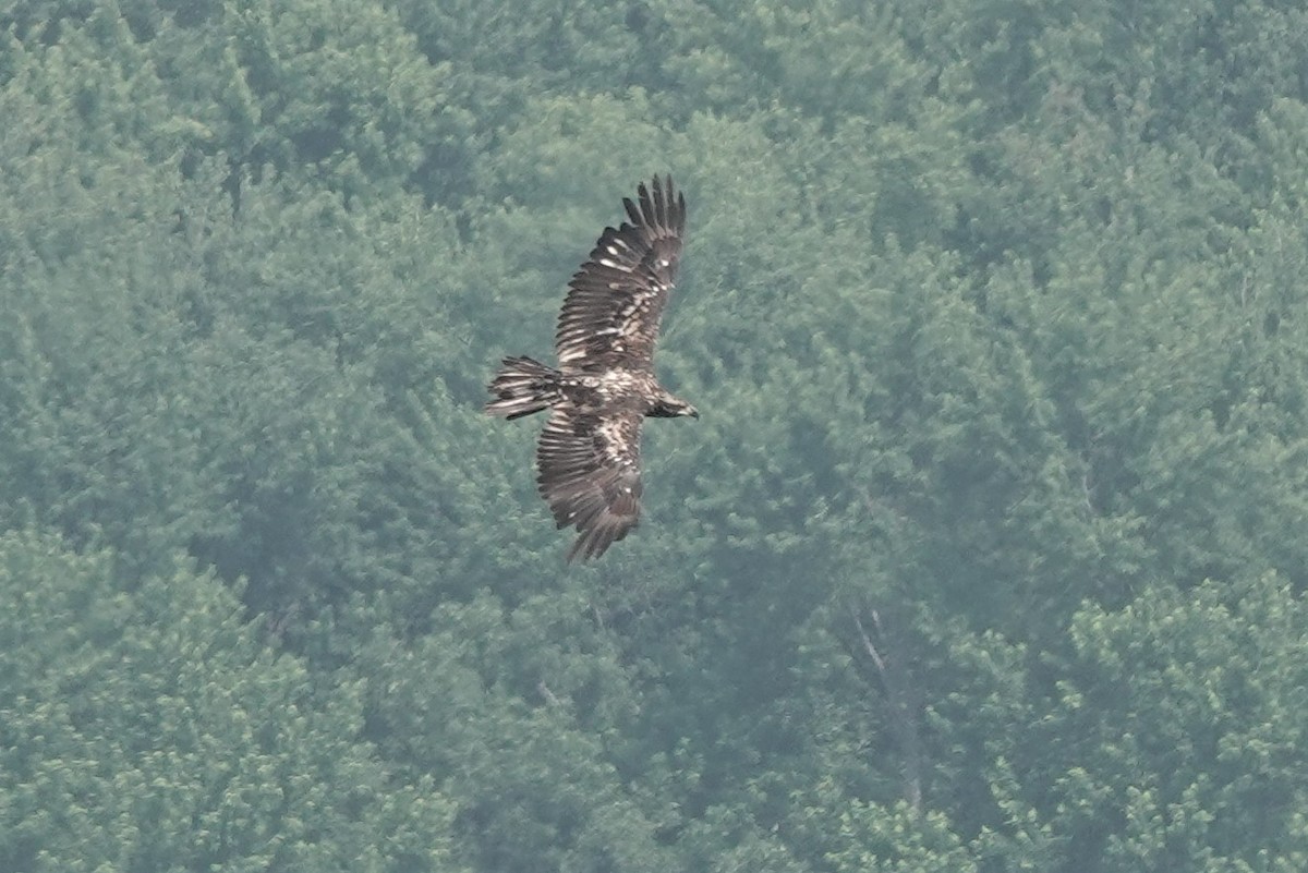 Bald Eagle - ML589850351